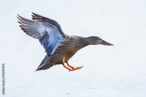 Closeup of a northern shoveler duck female, anas clypeata, flying