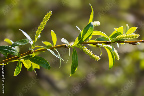 Female flowering catkin on a willow. Flowers of Salix viminalis in sunny day. Blossom of the basket willow in the spring. Bright common osier or osier. Soft focus. Seasonal wallpaper for design photo