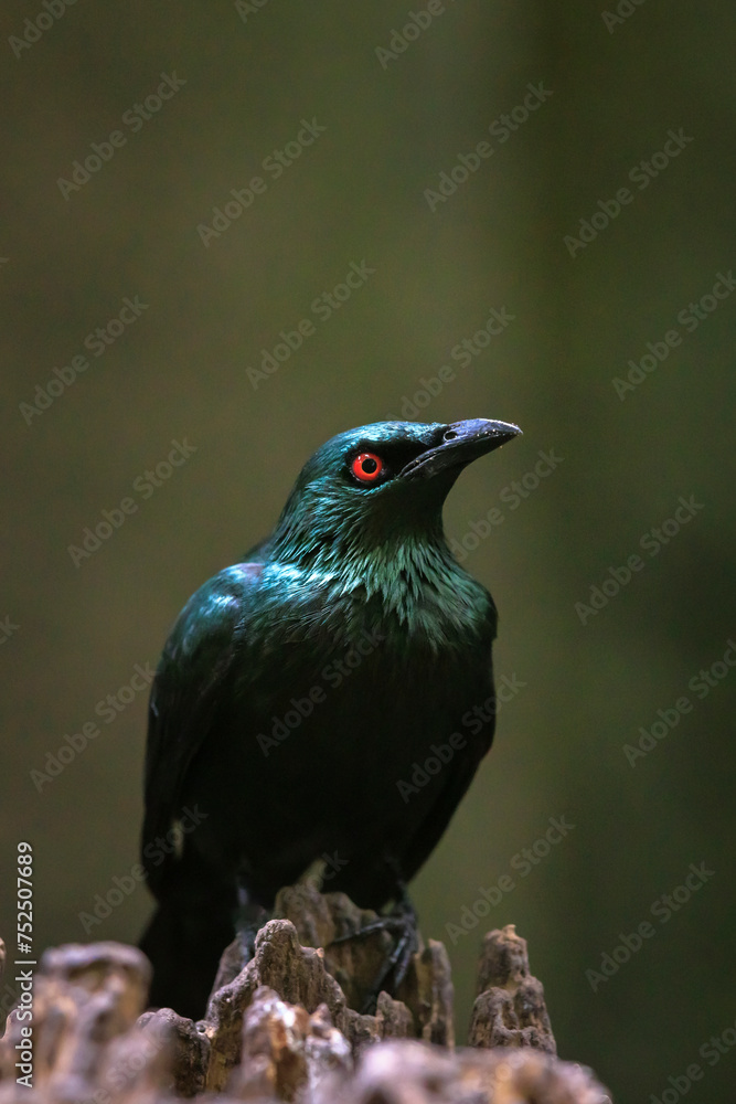 Closeup of a metallic starling, Aplonis metallica or shining starling, bird