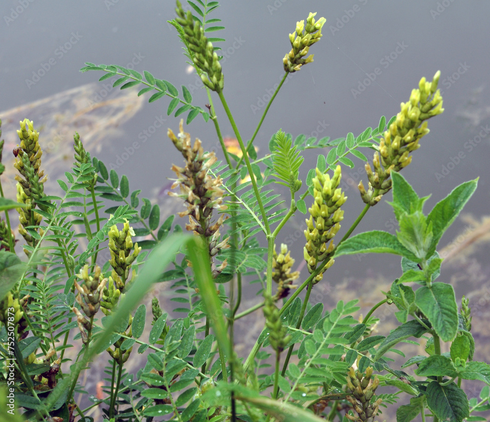 Fototapeta premium In nature, astragalus cicer grows among herbs