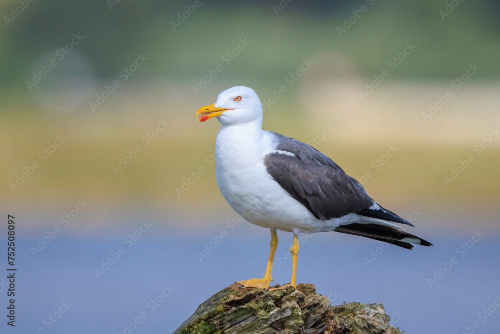 Lesser black-backed gull, Larus fuscus, perched Lesser black-backed gull, Larus fuscus, perched