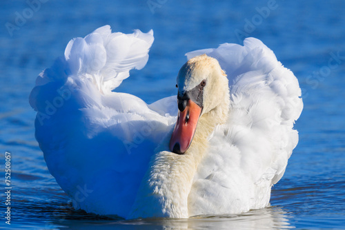 Mute swan, Cygnus olor, swimming photo