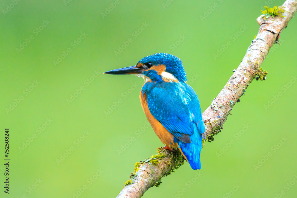 Close up of a Kingfisher, Alcedo Atthis, fishing Close up of a Kingfisher, Alcedo Atthis, fishing