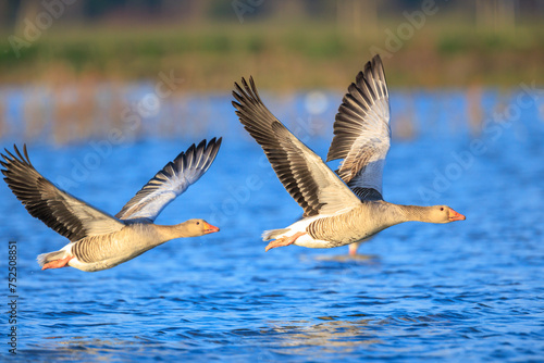 Greylag goose, Anser Anser, in flight migrating above a lake