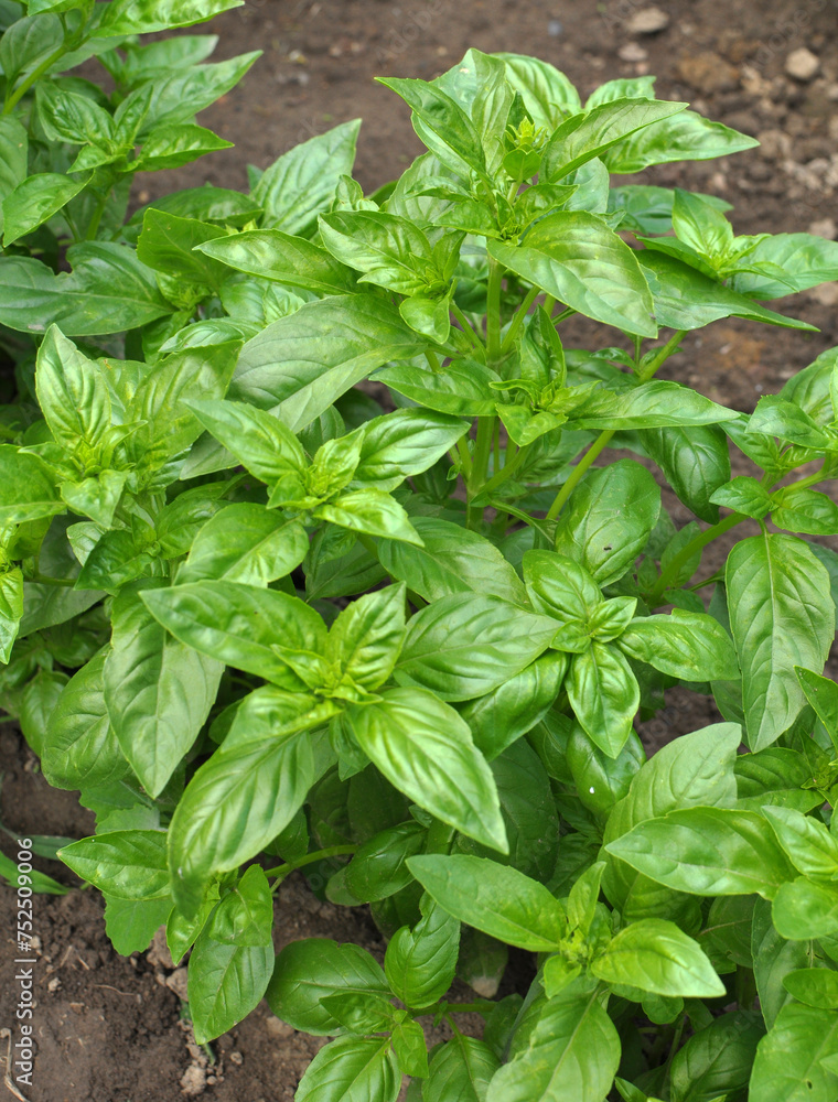 Basil grows in the garden Basil grows in the garden