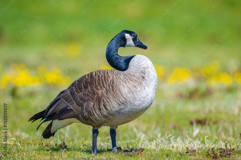 Canadian goose Branta canadensis in a meadow Canadian goose Branta canadensis in a meadow