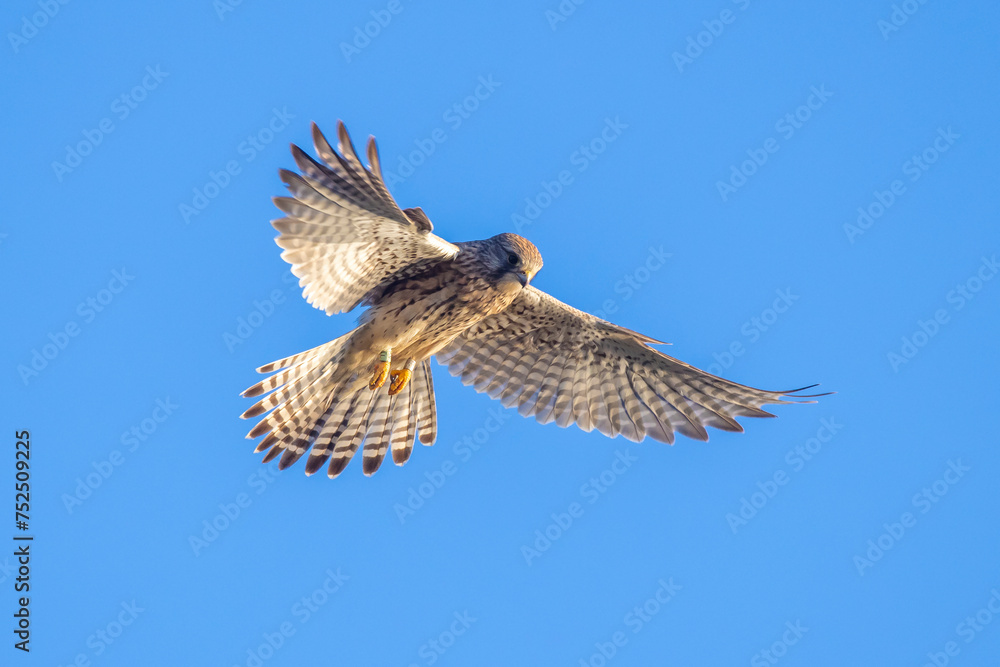 Fototapeta premium Kestrel falco tinnunculus female hunting closeup