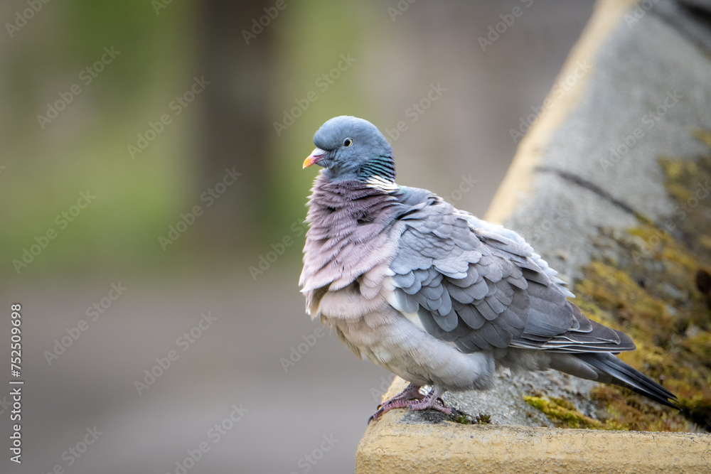 Obraz premium Taube aufgeplustert 