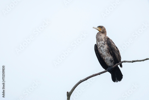 Great Cormorant, Phalacrocorax carbo, drying wings in a tree
