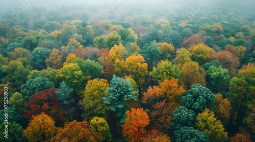 A drone captures the changing seasons in a lush forest