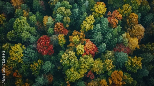 A drone captures the changing seasons in a lush forest
