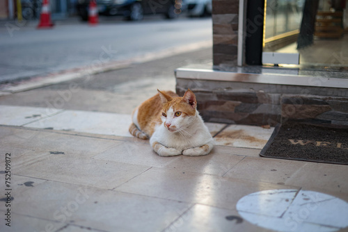 A ginger homeless cat laying on tiles outside.  Albanian streets.