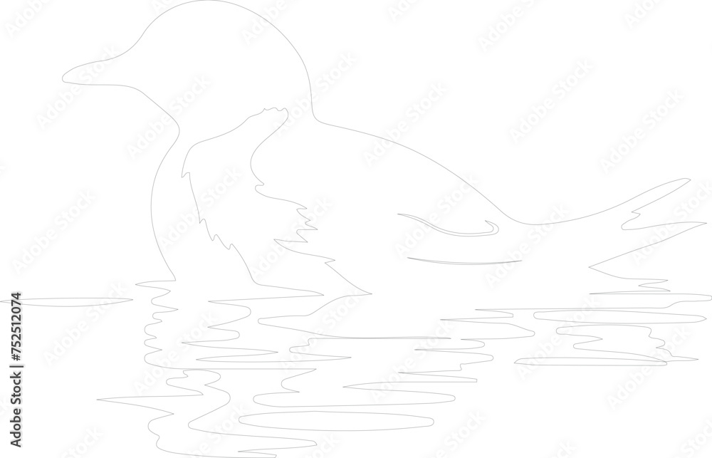 marbled murrelet outline marbled murrelet outline