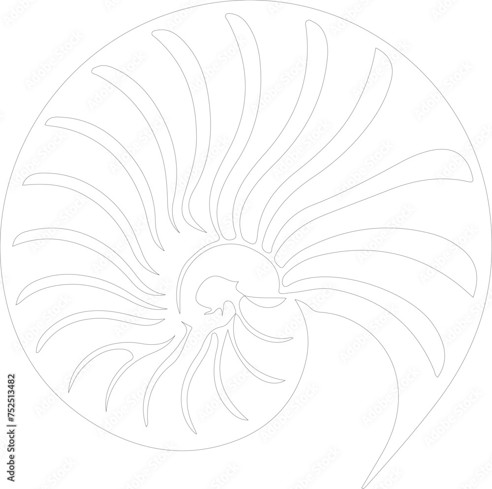 nautilus outline nautilus outline