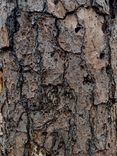 textured tree bark