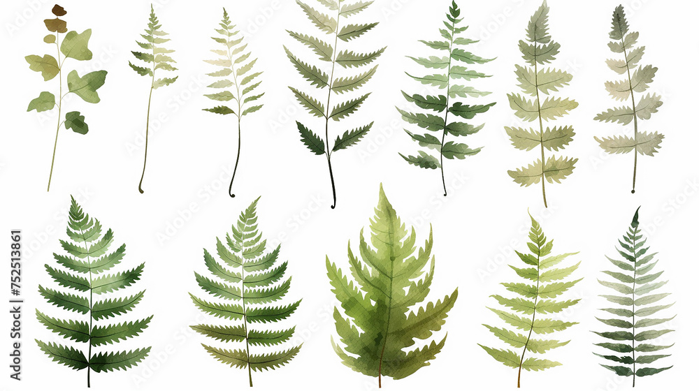 Elements set collection of green forest fern, tropical green eucalyptus greenery art foliage natural leaves herbs in watercolor style. Decorative beauty elegant illustration