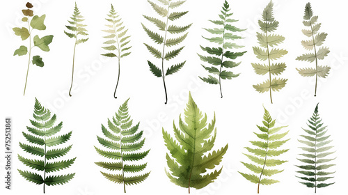 Elements set collection of green forest fern  tropical green eucalyptus greenery art foliage natural leaves herbs in watercolor style. Decorative beauty elegant illustration