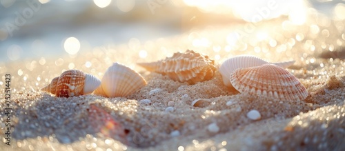 Beautiful display of various seashells scattered along the sandy beach shore under the sun