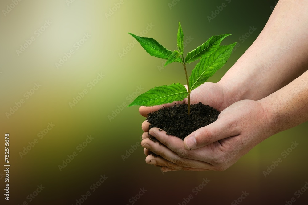 farmer holding dark soil, and green plants farmer holding dark soil, and green plants