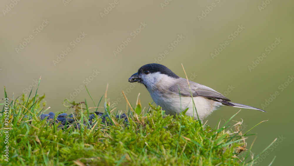 Obraz premium Poecile palustris aka marsh tit or similar Poecile montanus. Seeds in the beak. Common bird in Czech republic nature. Bird feeding in winter.
