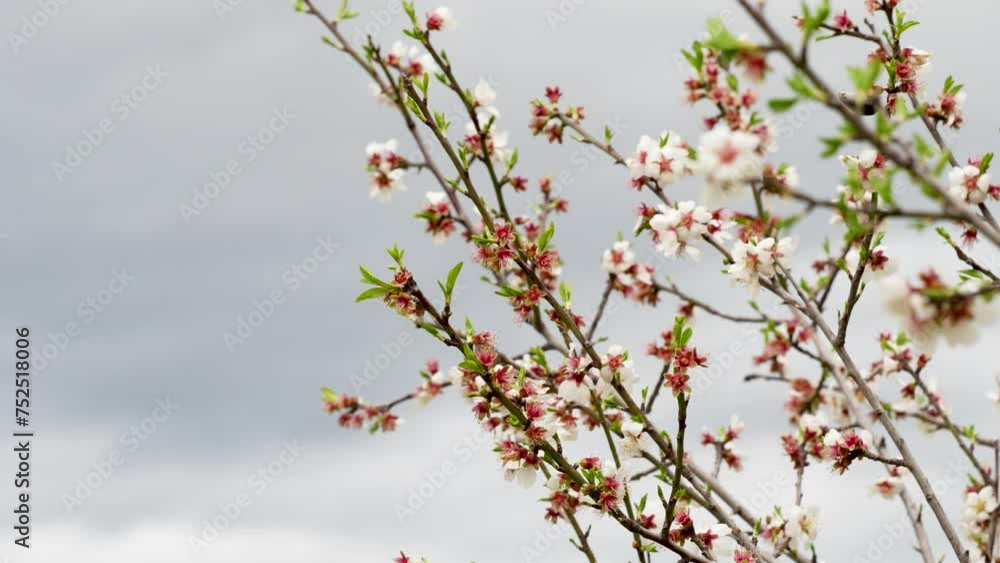 Delicate almond blossoms stand out in stark beauty against the moody backdrop of an overcast sky. Delicate almond blossoms stand out in stark beauty against the moody backdrop of an overcast sky.