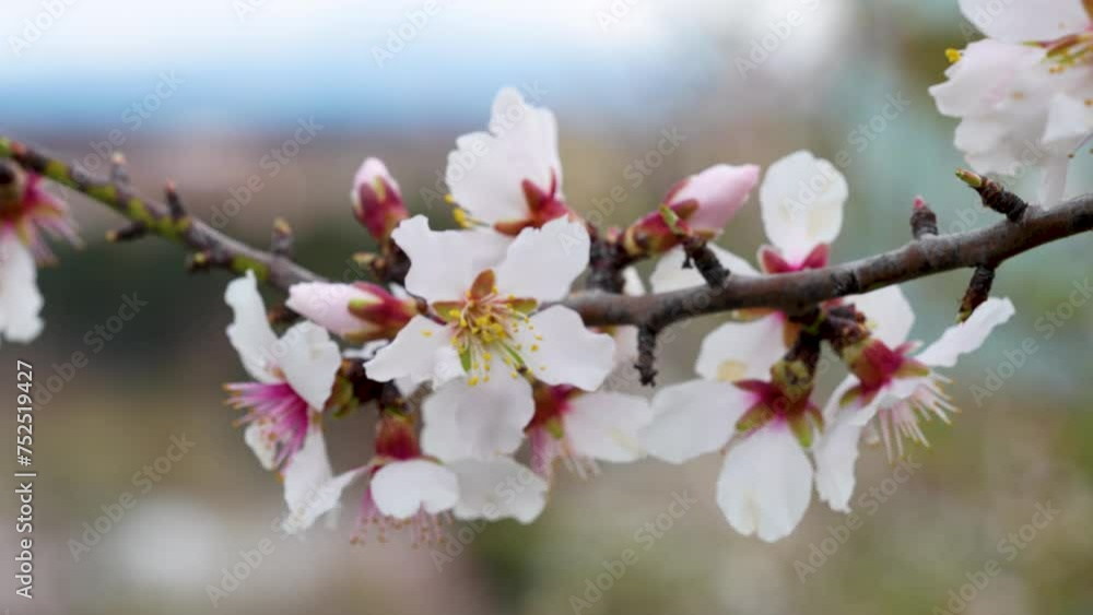 A bumblebee busily pollinating the soft white petals of almond blossoms, a sign of an active spring ecosystem at work. A bumblebee busily pollinating the soft white petals of almond blossoms, a sign of an active spring ecosystem at work.