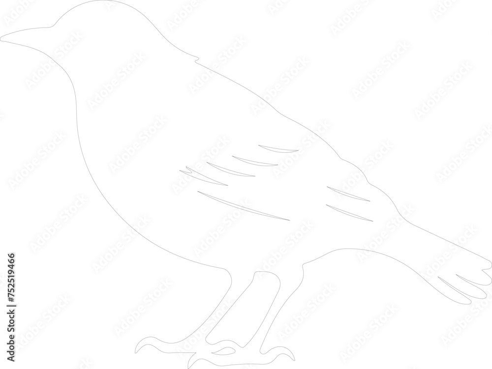 starling outline