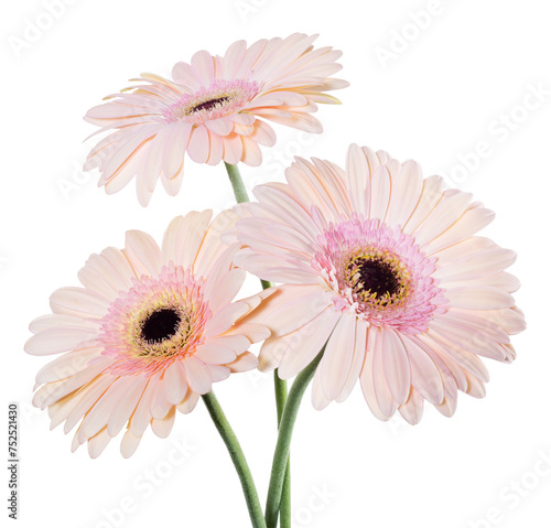pink gerbera daisies isolated