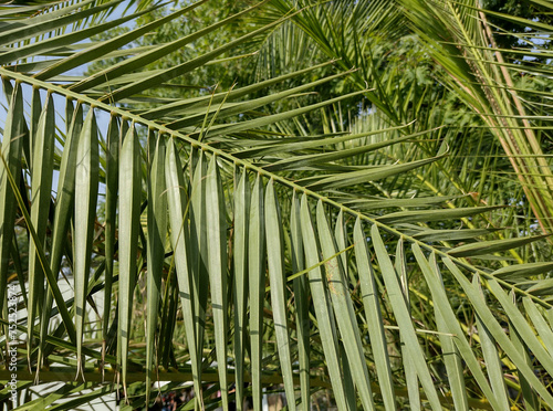 Roebelin palm leaves. Phoenix roebelenii. Roebelin palm tree