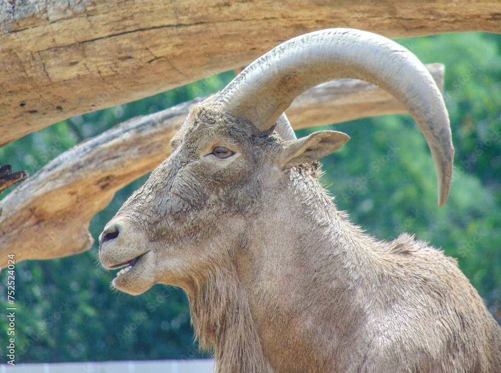 Barbary sheep (Ammotragus lervia) in the summer