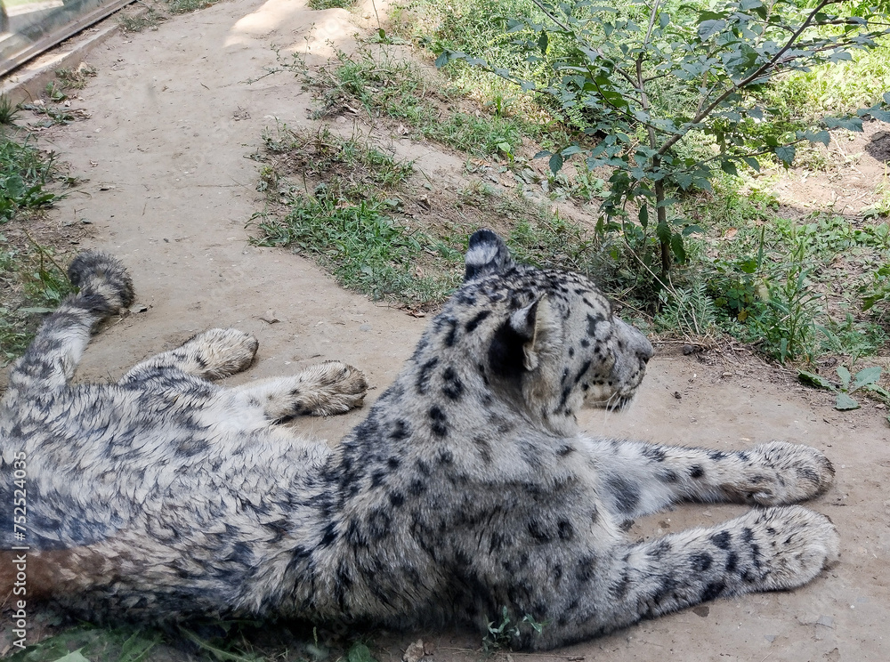 Φωτογραφία the snow leopard sits on the ground at the zoo Nyíregyháza, Hungary
