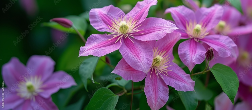 Beautiful blooming pink flowers with fresh green leaves in a natural garden setting Beautiful blooming pink flowers with fresh green leaves in a natural garden setting