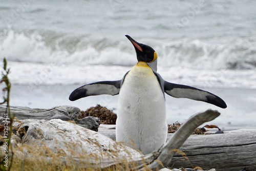 King penguin on the rocks, south of Ushuaia - Tierra del Fuego