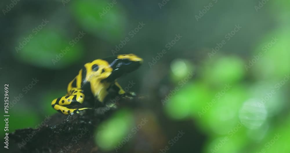 This video shows a closeup of a dyeing poison dart frog Dendrobates tinctorius, a small, brightly -colored frog found in the rainforests of Central and South America. The frog is sitting on a leaf and This video shows a closeup of a dyeing poison dart frog Dendrobates tinctorius, a small, brightly -colored frog found in the rainforests of Central and South America. The frog is sitting on a leaf and