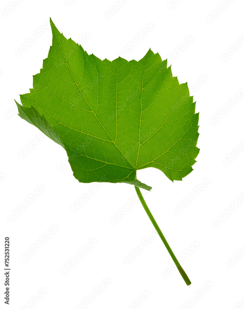 Fototapeta premium Grape branch . Vine with green fresh leaves and tendrils. Grapevine. on transparent, png. green leaf close-up