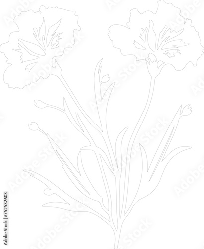 dianthus outline