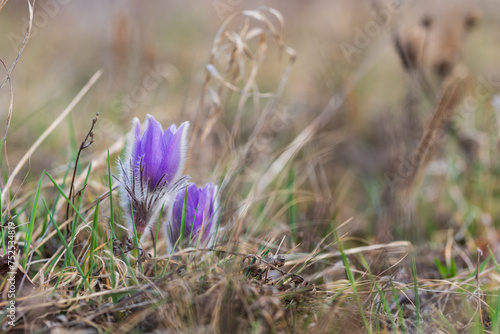 Spring flowers Pulsatilla Grandis on a meadow. Purple flowers on a meadow with a beautiful bokeh and setting the sun in backlight.