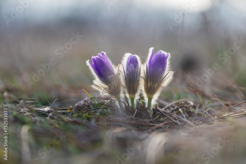 Spring flowers Pulsatilla Grandis on a meadow. Purple flowers on a meadow with a beautiful bokeh and setting the sun in backlight.