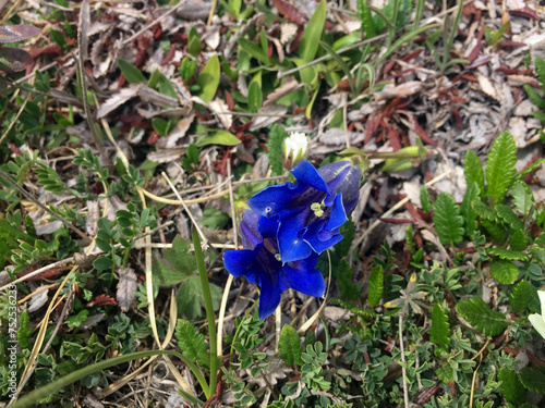 Blaue Trompete Blumen