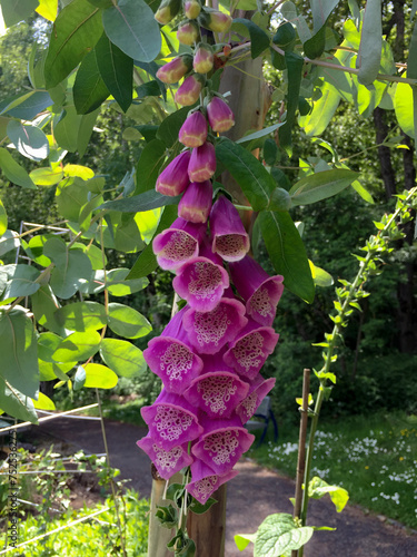 Pinke Trompete Blumen, Trompetenblumen (Campsis)