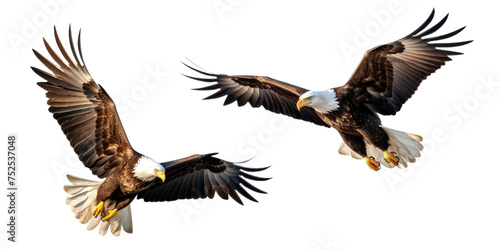 Collection set of two Bald Eagles isolated on transparent a white background © PNG City
