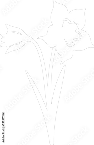 daffodil outline