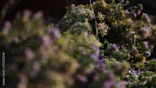 Woman cuts apples and dries them