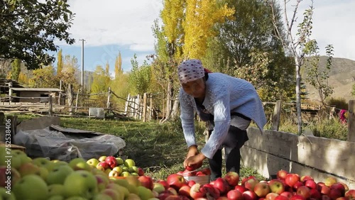 A mother and son are harvesting apples in the village.