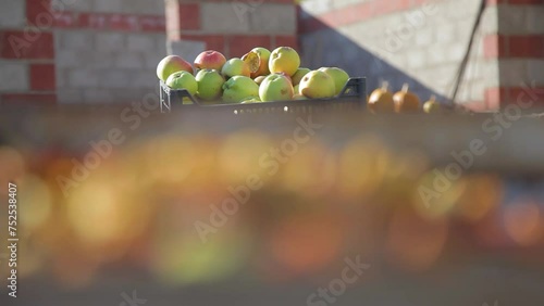 A mother and son are harvesting apples in the village.