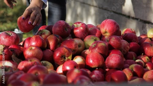 A mother and son are harvesting apples in the village.
