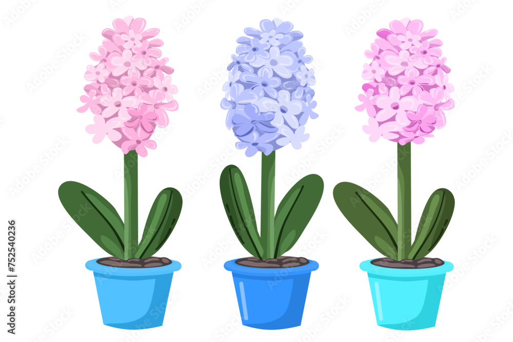 Flat illustration for spring season, hyacinthus, flower in pot, Vector illustration