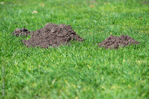 Dirt pile in a healthy green grass lawn, mole activity causing damage 