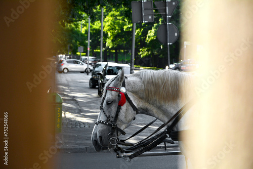 Fototapeta Naklejka Na Ścianę i Meble -  białe konie w mieście, głowa białego konia ciągnacego dorożkę, white horses and carriage in the city, horses on the city street, pair of horses in a harness	