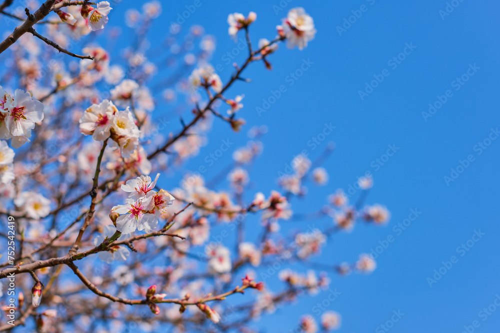 Postcard with a branch of blooming sakura, delicate pink flowers, congratulations on the spring holidays and Mother's Day, copy space for concept Postcard with a branch of blooming sakura, delicate pink flowers, congratulations on the spring holidays and Mother's Day, copy space for concept